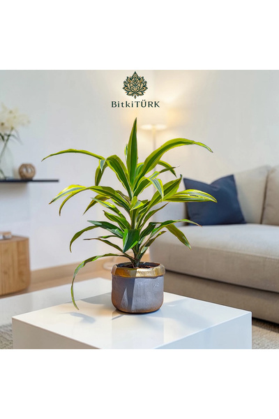 BitkiTÜRK Özel Beton Saksıda İthal Draceana Lemon Salon Ofis Bitkisi