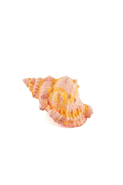 Deniz Salyangozu 17x12x10cm