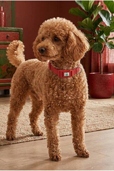 United Colors of Benetton Bntmkt-0029-Rd Cat & Dog Knitted Collar Red 2X32-50 cm