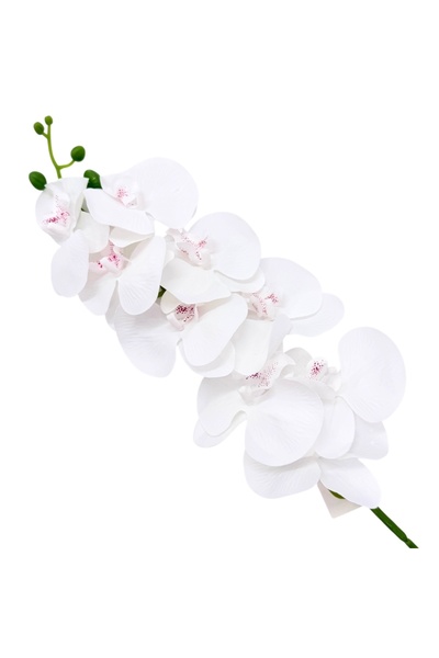 AFO Ορχιδέα Φίρ Ρεάλταους Άλμπα