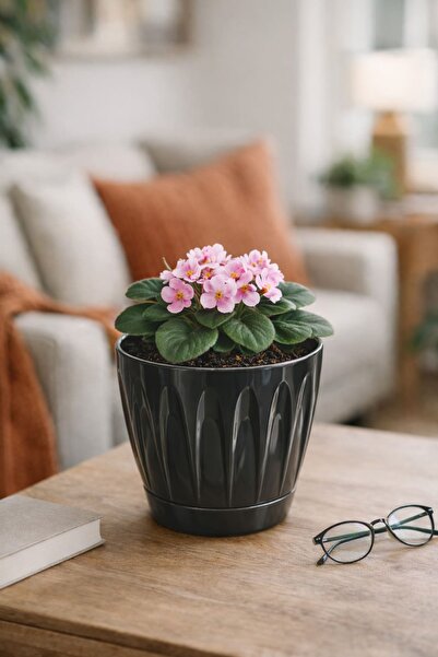 Alezy P003 Papatya Tabaklı Saksı 3 Litre 18 cm Siyah