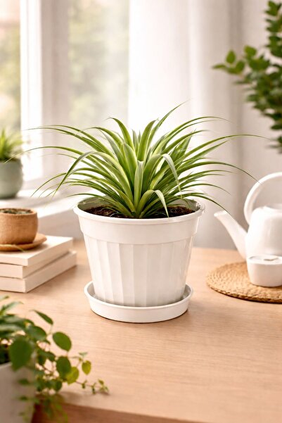 Alezy S206 Klasik Salon Tabaklı Çiçek ve Bitki Saksısı 3 Litre 18 cm Kirli Beyaz