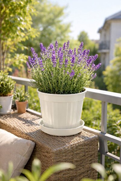 Alezy S208 Klasik Salon Çiçek ve Bitki Saksısı 5.5 Litre 22cm Kirli Beyaz