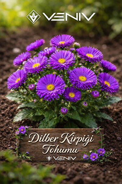 VENİV 10 Adet Dilber Kirpiği Aster Tohumu- Aldığınız kadar tohum tek pakette ...
