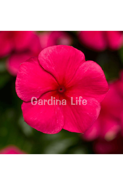 Gardina Rozet Çiçeği Fidesi Vinca RED 10 Adet