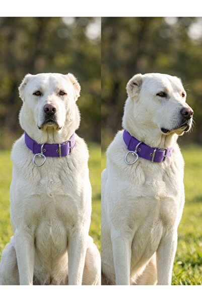 4 cm Kolon Köpek Tasması Büyük Irk