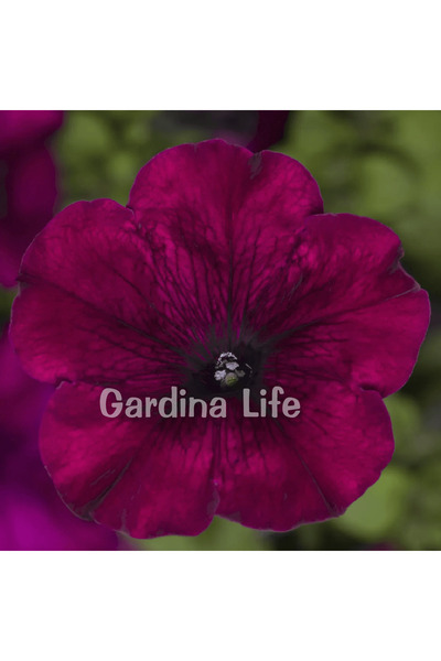Gardina Petunya Çiçeği Fidesi Burgundy 10 Adet
