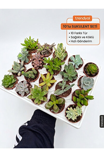 Sukulent Seti 10 Adet Farklı Succulent Mix Dolgun Formlu