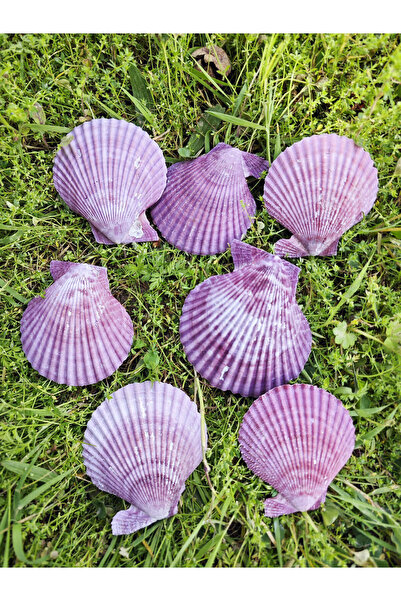 evinizdeki okyanus esintisi turkuaz hediyelik 100 GR PECTEN NOVALIS-MOR