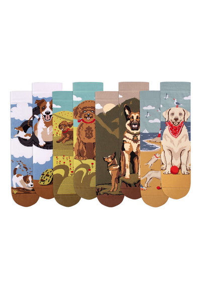 Pirin Hill Box with 4 Pairs of Cotton Socks Arty Socks Dogs