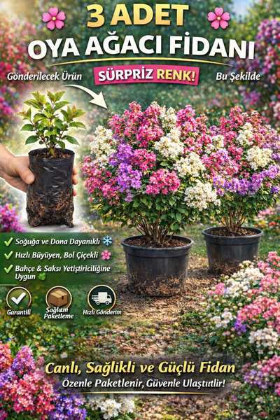EGE GARDEN 3 Adet Oya Ağacı Fidanı – Sürpriz Renk, Saksılı/Tüplü Gönderim, So...