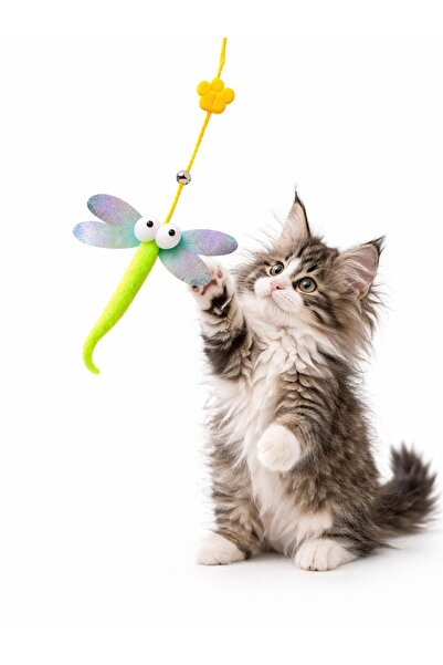 HAYHAYPETSHOP Kedi Oyuncağı Zilli Peluş Dragonfly – Elastik İpli Av Oyunu | K...