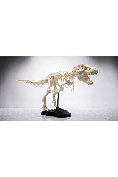 Decorius T-Rex Dinozor Maketi | İskelet Model | Eğitici & Dekoratif Biblo | G...