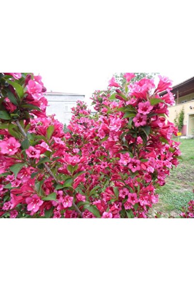 Filbahri Çiçeği Fidanı Bol Kokulu Saksılı (Pembe)