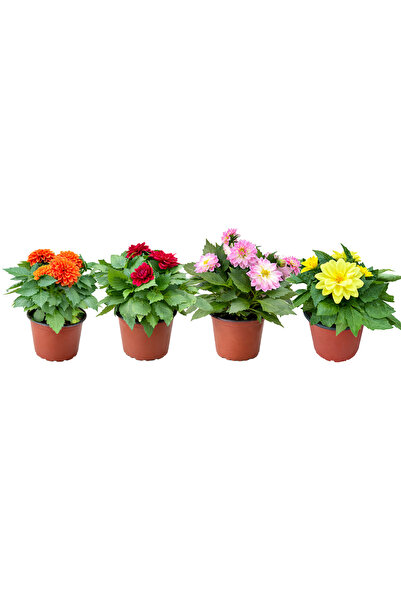 Genel Markalar Yıldız Çiçeği (Dahlia) 4’lü Set Canlı Saksı Çiçeği – Rastgele ...