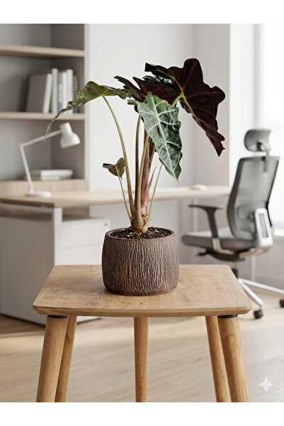 Yades İthal Alocasia Polly Fil Kulağı Çiçeği - Özel Tasarım 40 cm Beton Saksı...