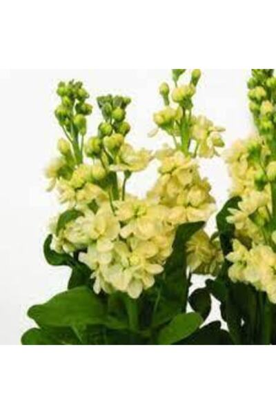 Köy Tohumları 30 Adet Tohum Nadir Sarı Şebboy Çiçeği Tohumu Saksı Toprak Hedi...