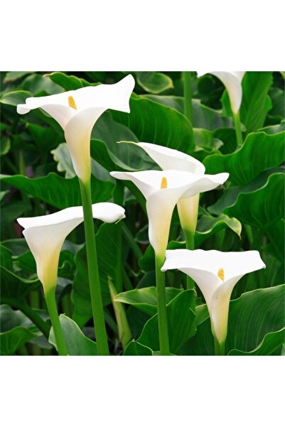 1001fidan Calla, Zantedeschia Kala Cala Gala Çiçeği Patatesi, Yumrusu Palustr...