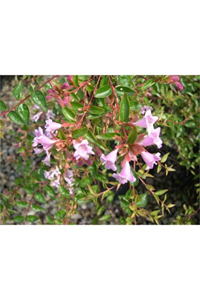 1001fidan Abelia Edward Goucher Pembe Çiçekli Abelya Güzellik Çalısı Fidanı 2...