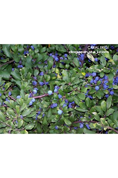 Prunus Spinosa Çakal Eriği Fidanı