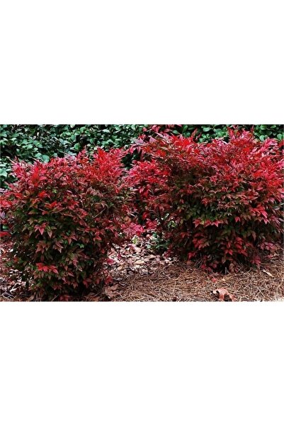 1001fidan Nandina Domestica Gulf Stream Yarıbodur Cennet Bambu Fidanı 10-30 Cm