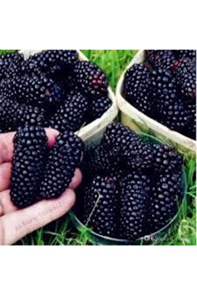 Köy Tohumları 30 Adet Tohum Eko Paket Böğürtlen Tohumu Ahududu Tohumu Ithal S...