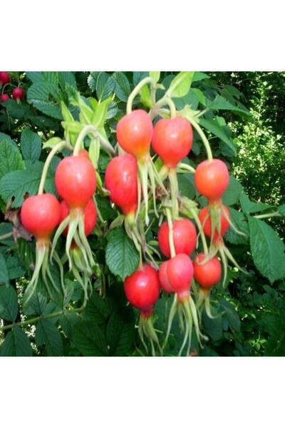 E-fidancim Tüplü Dikensiz Kuşburnu(çok Az Dikenli) Fidanı