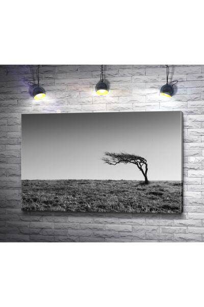 Piri Kanvas Tablo Siyah Beyaz Çöldeki Yalnız Ağaç Kanvas Tablo