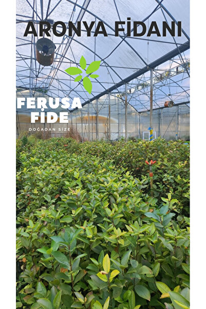 Ferusa Fide 5 Adet Aronya Fidanı 50-100 cm Boy Saksıda Gönderim Soğuğa Dayanı...