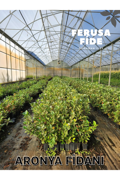 Ferusa Fide 10 Adet Aronya Fidanı 50-100 cm Boy Saksıda Gönderim Soğuğa Dayan...