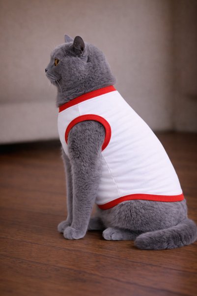petite pati تي شيرت أبيض مطبوع عليه قطط من White Food Cat مقاس XS (100% قطن ممشط)
