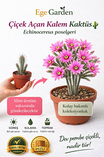 EGE GARDEN Echinocereus Poselgeri Kaktüs Nadir Tür dev cicekli Çiçek Açan Dek...