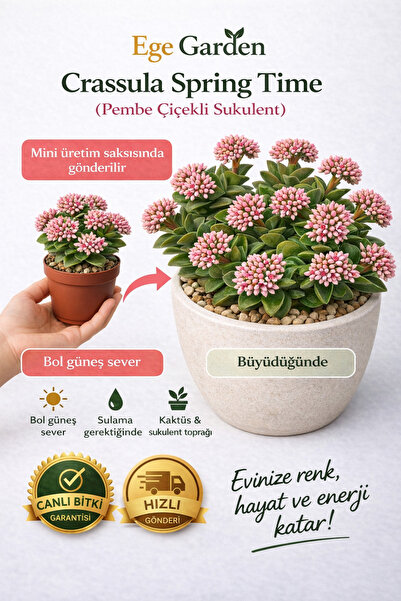 EGE GARDEN Crassula Spring Time Sukulent Canlı Bitki Saksılı