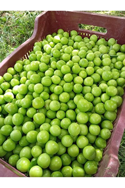 mut incisi zeytin & zeytinyağı Yeşil Erik Net 1 Kg