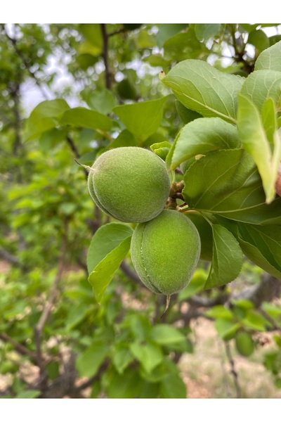 mut incisi zeytin & zeytinyağı Kayısı Çağla’sı Net 1 Kg