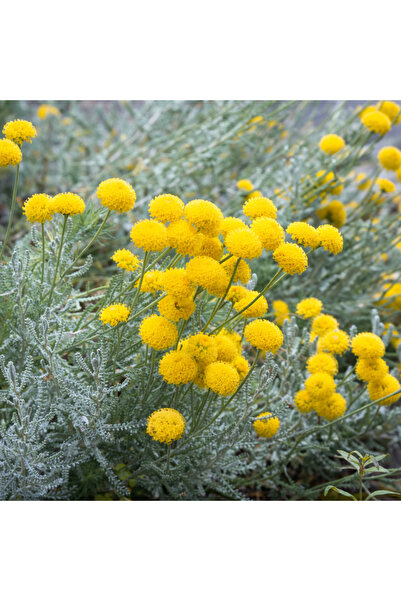 FİDANKÖY Lavantin tüplü kokulu aromatik santolina