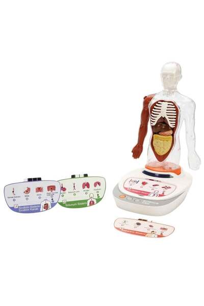 Genel Markalar S00005280 BİLİM SET İNSAN VÜCUDU MODELİ 23PRÇ -SUN