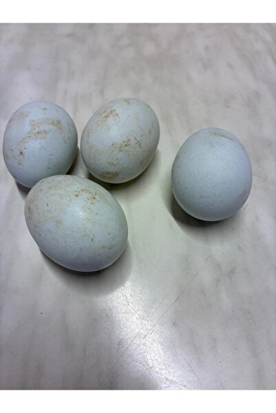 mersen33 Araucana(astronot cinsi)Mavi Yumurta 10 adet Sofralık&Kuluçkalık(öze...