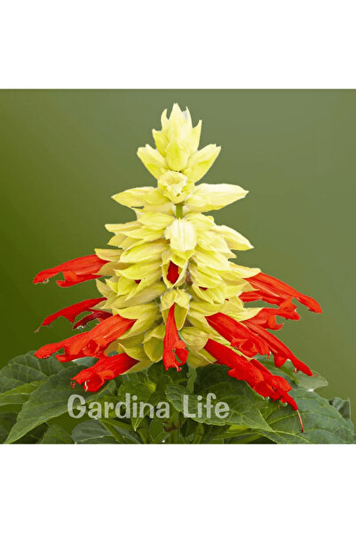 Gardina Ateş Çiçeği Fidesi Red/White Bicolor 10 Adet