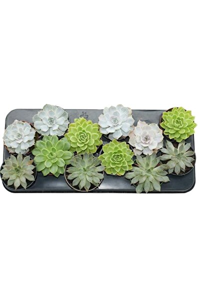 bahçe market Echeveria Canlı Sukulent 10-20 cm - Özel Formlu Dekoratif Masa Ç...
