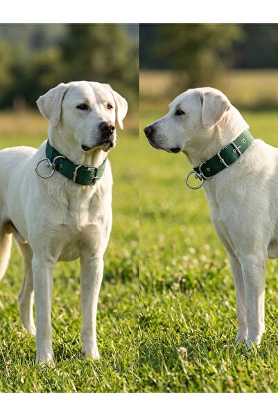 4 cm Kolon Köpek Tasması Büyük Irk