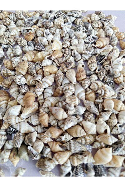evinizdeki okyanus esintisi turkuaz hediyelik 100 GR NASSA SHELL