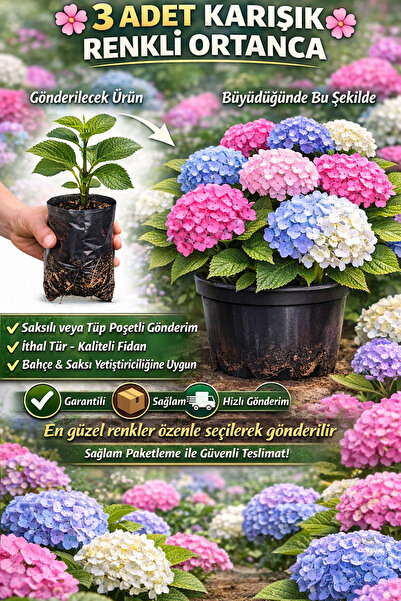 EGE GARDEN 3 Adet Karışık Renk Ortanca Fidanı Saksılı/Tüplü Gönderim, İthal T...