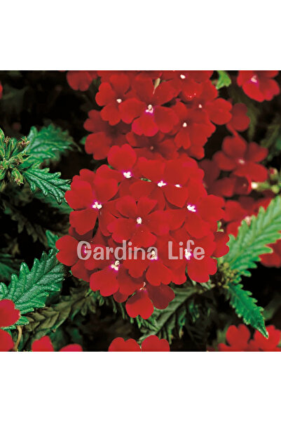 Gardina Mine Çiçeği Fidesi RED 10 Adet