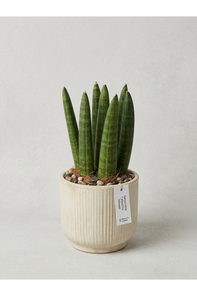 SUKULENTİSTANBUL Sansevieria cylindrica