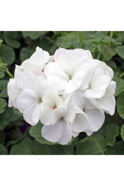 Mimoza Peri Beyazı Gül Fidanı Saksıda 15-25 cm