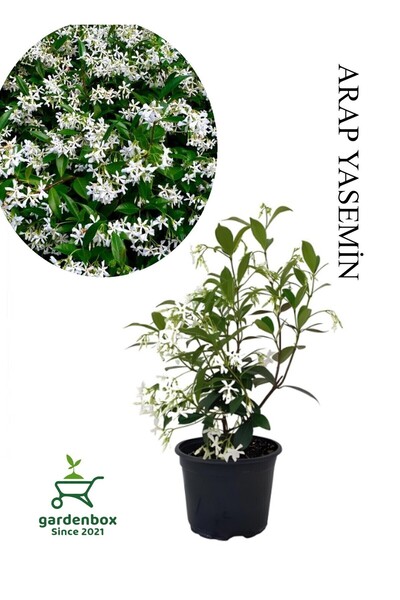 Empressco Yoğun Kokulu Arap Yasemini Çiçeği 1 ADET Saksılı 30-60cm