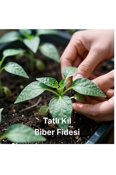 handanca Saksıda Yetiştirmeye Uygun Tatlı Kıl Biber Fidesi 8 Adet