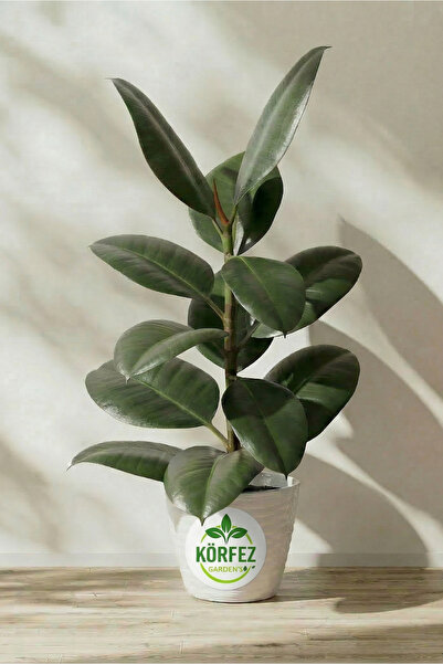 Rubber Plant Single Body 50 60 Cm Home Office Living Room Plant Indoor Plant CUSTOM BOXED SHIPPING