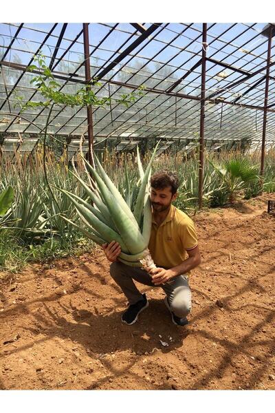 FidanBudur Odunsu Aloe Vera Bitkisi Fidanı, 45 Cm Tıbbi Sarısabır, Köklü, Sak...